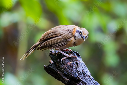 The Greater Necklaced Laughingthrush in nature