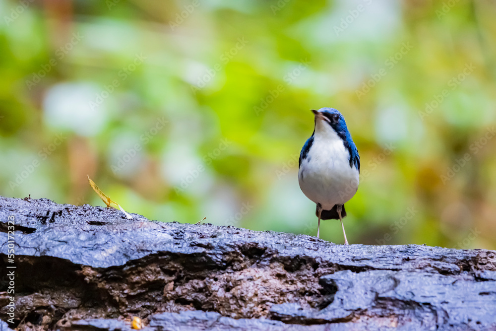 The Siberian blue robin in nature The Siberian blue robin in nature