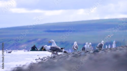 Slaty-backed gulls (Larus schistisagus) and Larus heuglini vagae, most birds fight for prey, fight for fish, rest on the shallows of the Bering sea. Chukotka. Behind the fishermen. photo