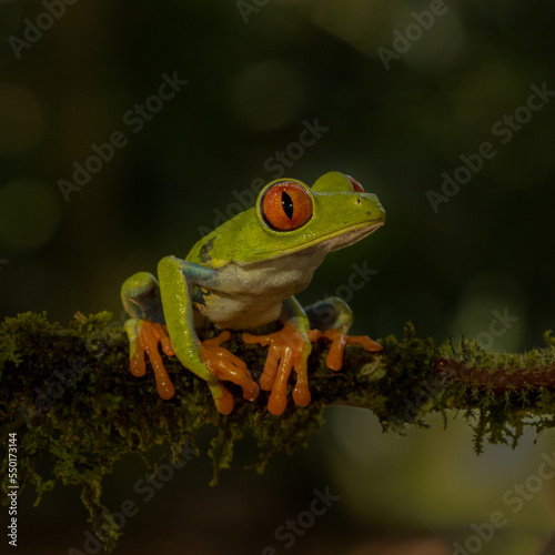 Agalychnis callidryas, red-eyed tree frog in Costa Rica