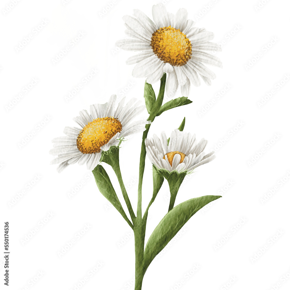 Fototapeta premium Cute Daisy Watercolor