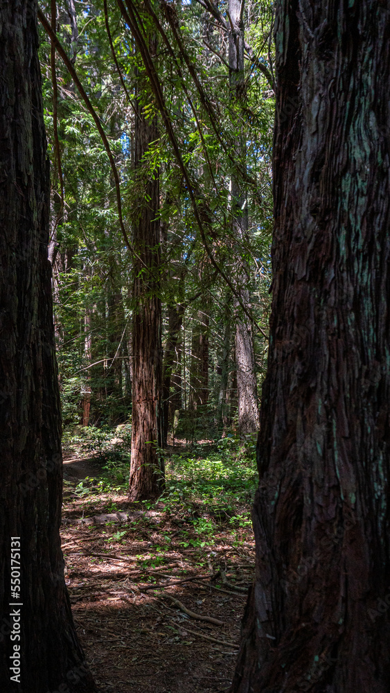 Beautiful North West Forest Beautiful North West Forest