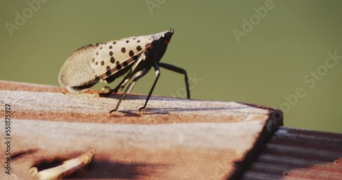 A Spotted Lanternfly insect moves on a wooden surface.