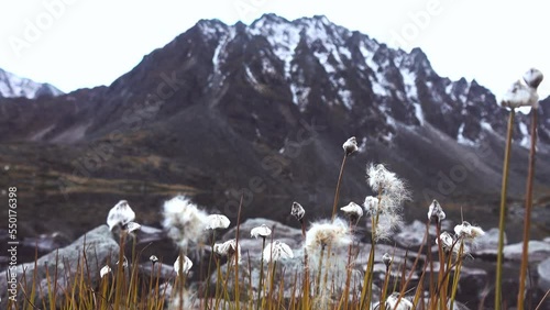 Mountain small swamp at mountain terrace. Cotton grass against the backdrop of the Sayan Mountains. Siberia photo