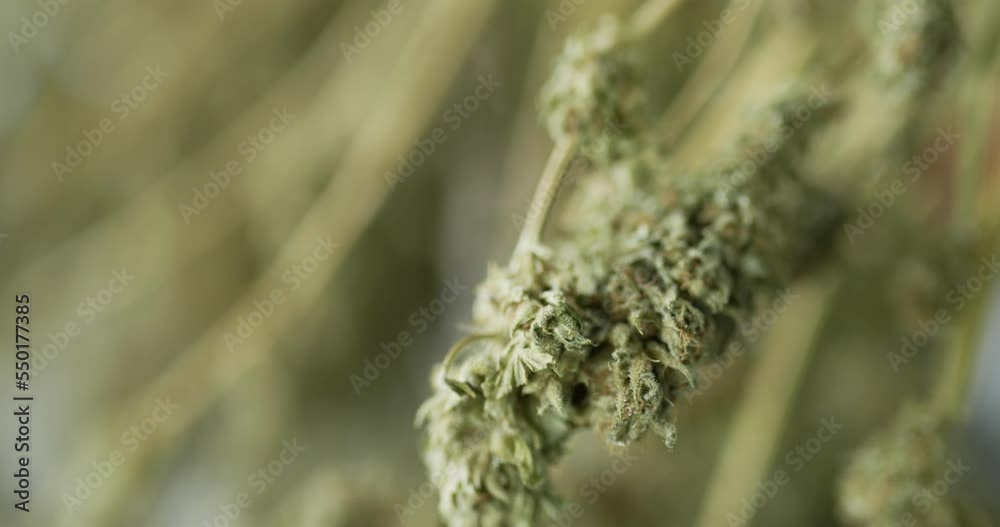 Handheld Close up shot, Ripe blooming female marijuana flower and leafs growing in grow tent, Ready to be harvested moving with the wind. Shallow depth of field and blurred background. Handheld Close up shot, Ripe blooming female marijuana flower and leafs growing in grow tent, Ready to be harvested moving with the wind. Shallow depth of field and blurred background.