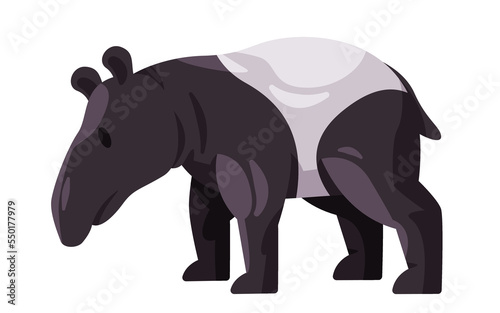 Tapir tapiridae black and white color standing large herbivorous mammals with nose trunk