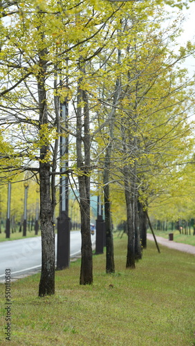 The green and little yellow trees full of the forest in autumn