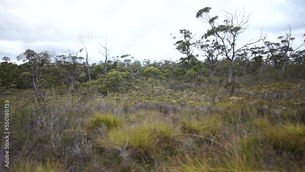 Australian bush in the outback in summer, with native plants Australian bush in the outback in summer, with native plants