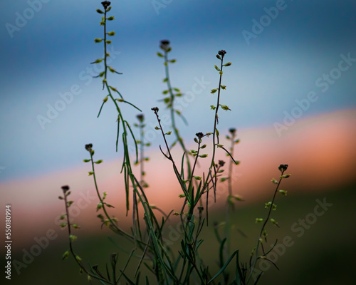 Tiny flowers in a field at sunset