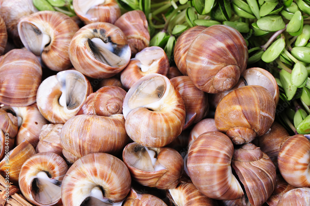 live conch live conch