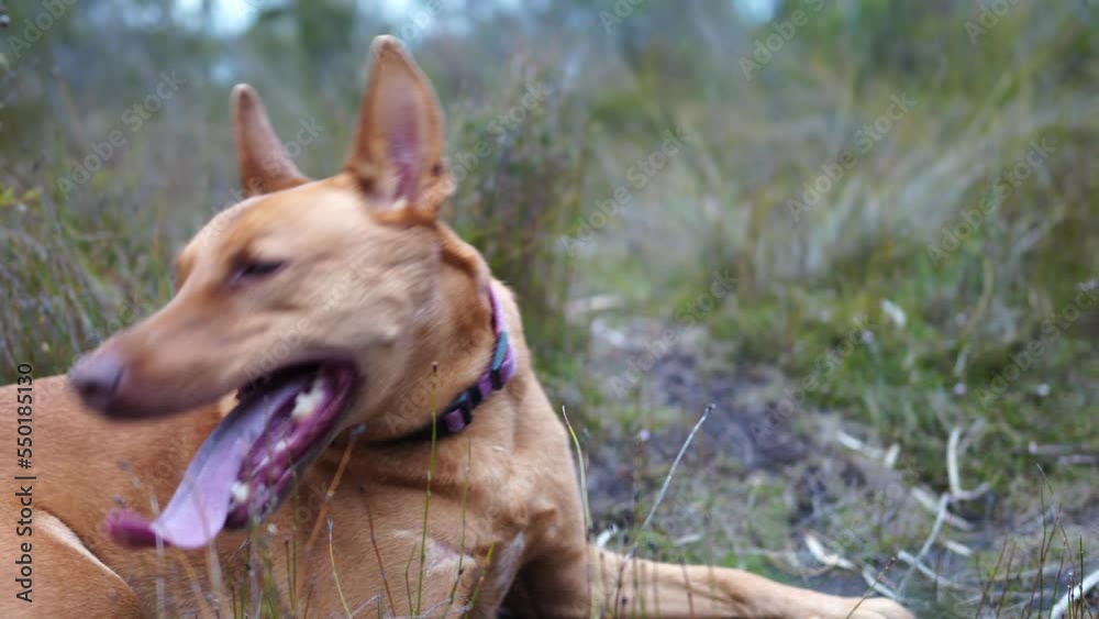 kelpie panting after a run in the bush in australia kelpie panting after a run in the bush in australia
