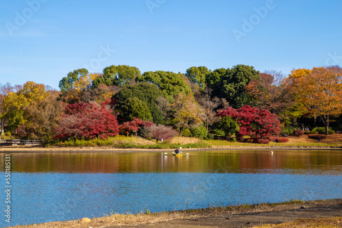 Autumn colors bring the forest to life. Autumn landscape in Showa Memorial Park.