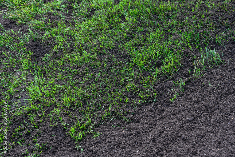 Major lawn repair and reseeding project, fresh seeds and rich topsoil in a green lawn
