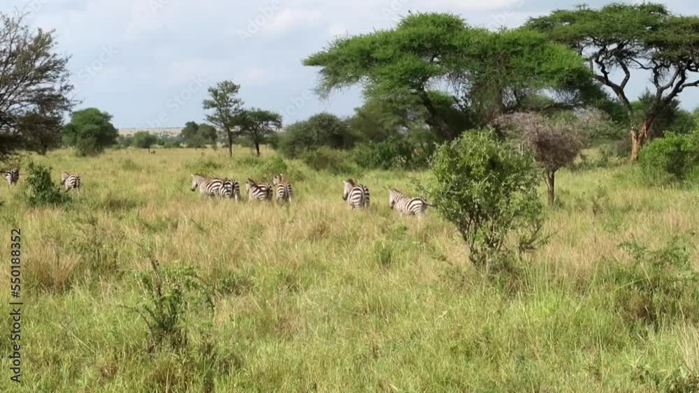 Herd of zebras walking in the tall grass. Acacia trees romantic African landscape Herd of zebras walking in the tall grass. Acacia trees romantic African landscape
