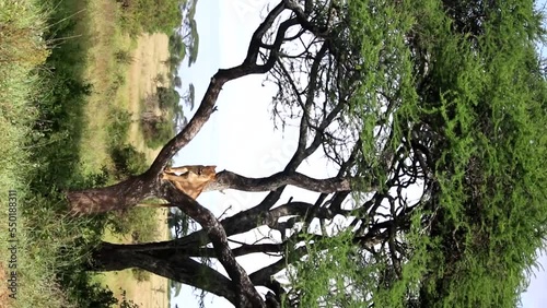 Lioness resting on an Acacia tree on the sunny savannah. Vertical shot photo