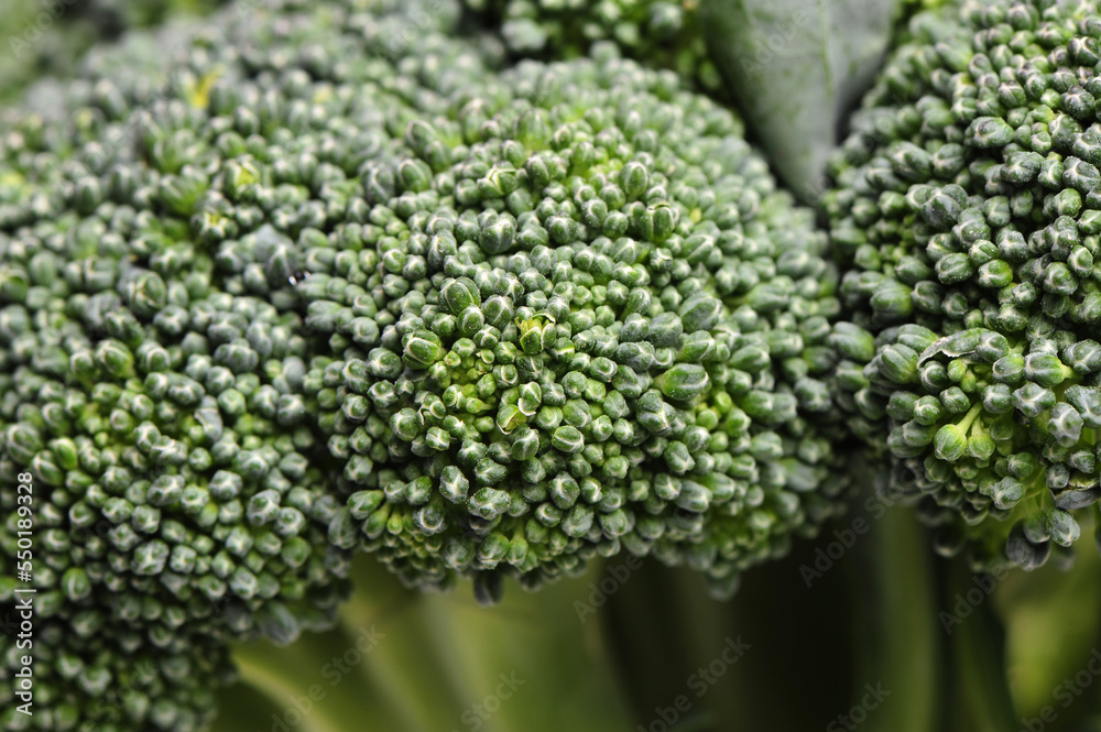 close up of broccoli close up of broccoli