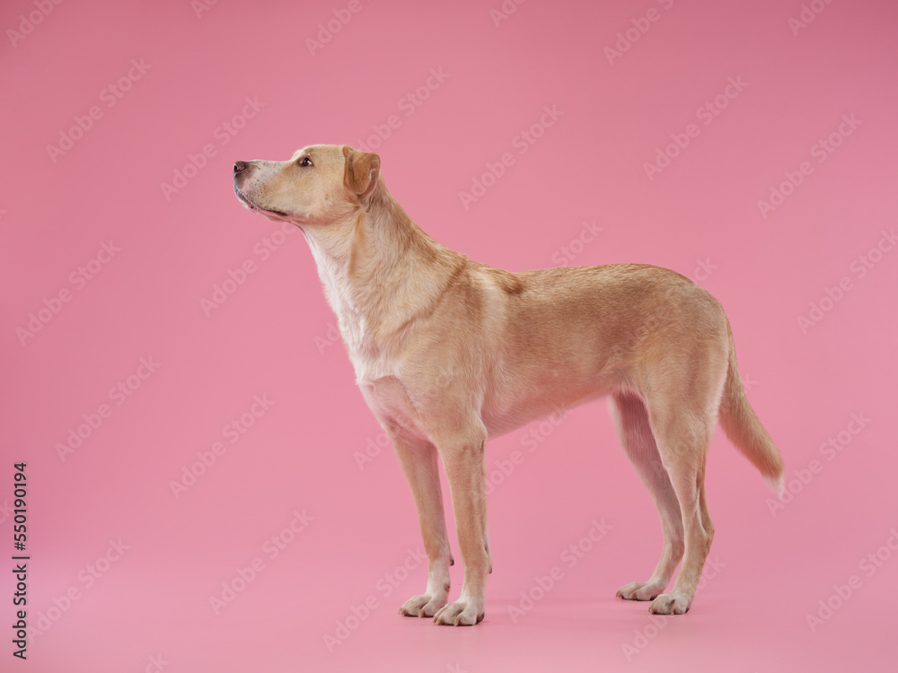 portrait of a beautiful dog pink background. Mix of breeds. Sweet Pet in the studio portrait of a beautiful dog pink background. Mix of breeds. Sweet Pet in the studio