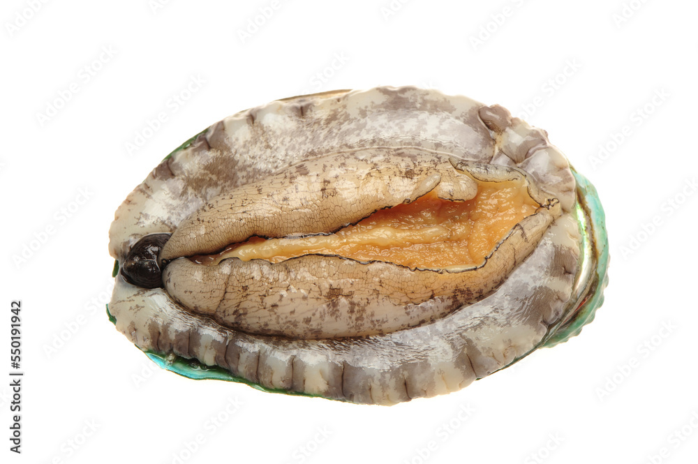 Raw abalones on the white background Raw abalones on the white background