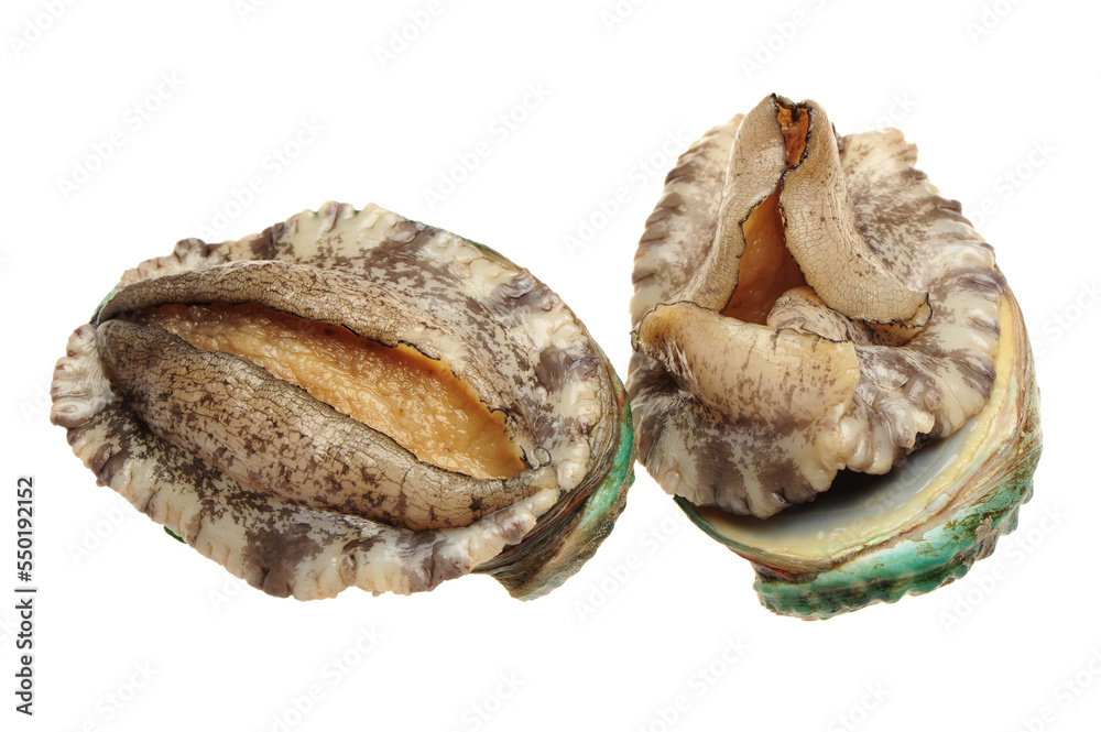 Raw abalones on the white background Raw abalones on the white background