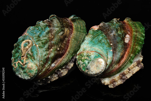 Raw abalones on the black background 