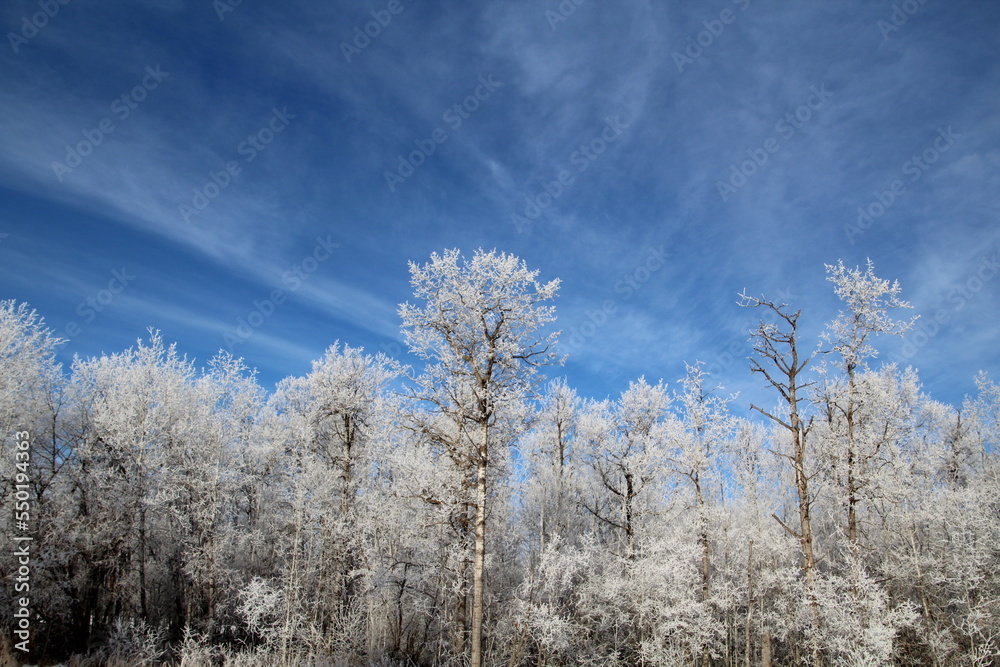 trees in winter