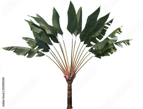 Ravenala travelers palm cutout photo