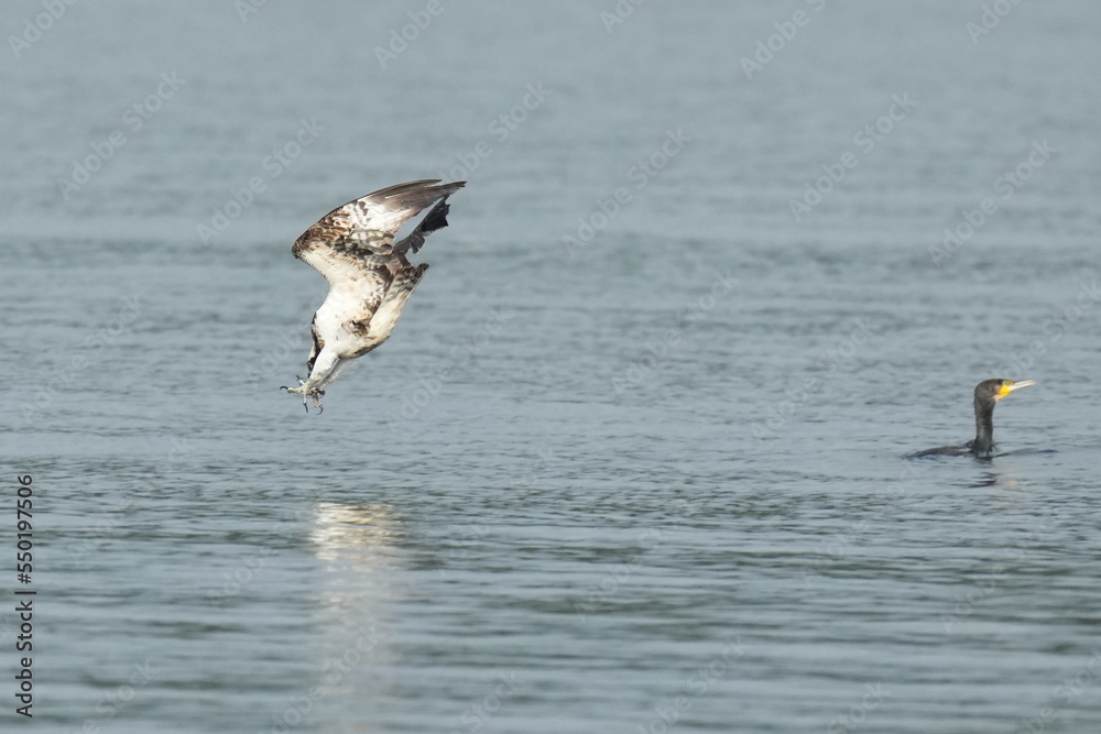 osprey is hunting a fish osprey is hunting a fish