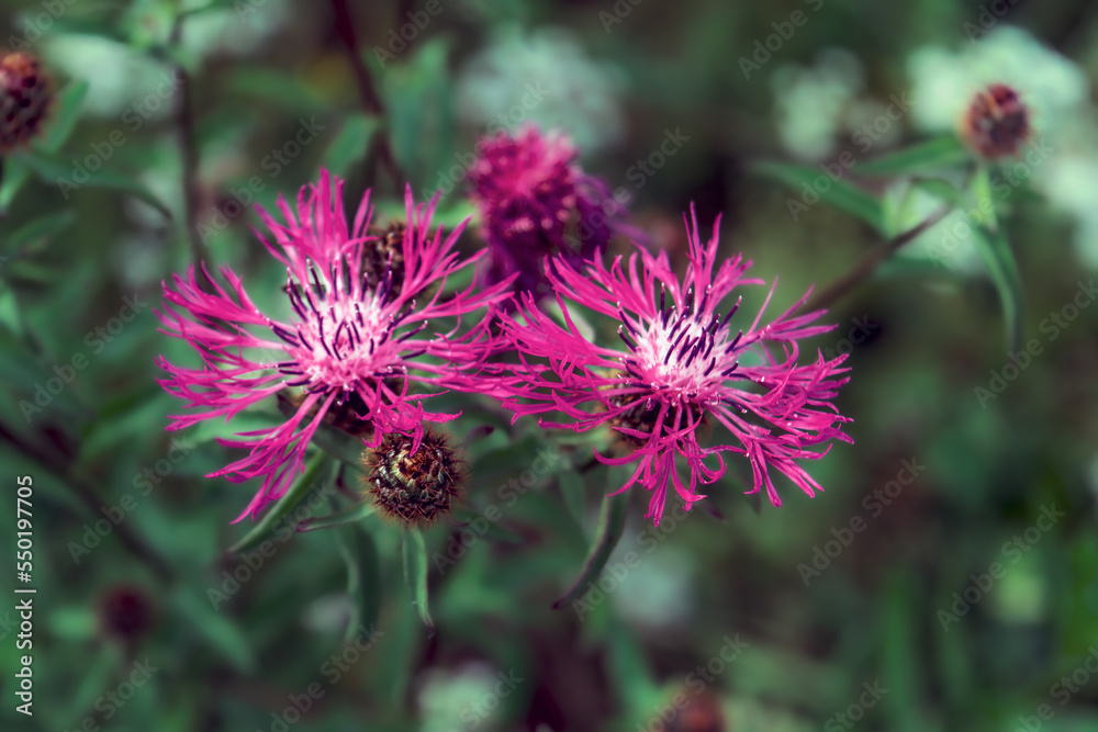 Burdock flowers on a blurred background close-up. Burdock flowers on a blurred background close-up.