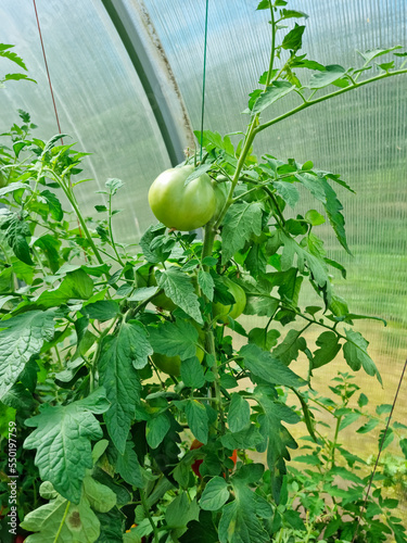 Close-up - a green large tomato ripens in a greenhouse