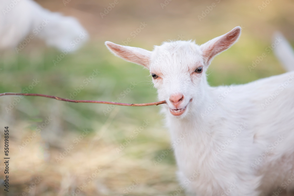 Goat on a rural farm close-up. A funny interested white goat without a horn peeks out from behind a wooden fence. The concept of farming and animal husbandry. Agriculture and dairy production.
