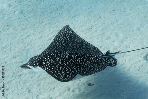 close up underwater shot of eagle ray gliding past with pattern detail and side view of head. Sandy bottom and light blue background on sunny day with great visibility in Nassau Bahamas 