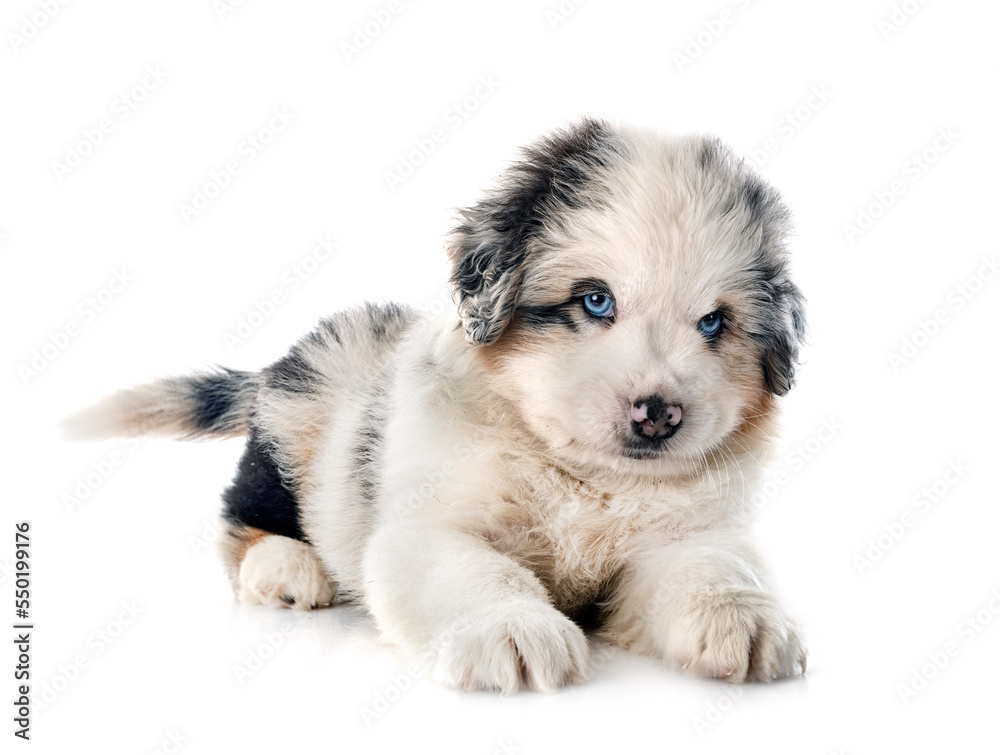 Obraz premium Miniature American Shepherd