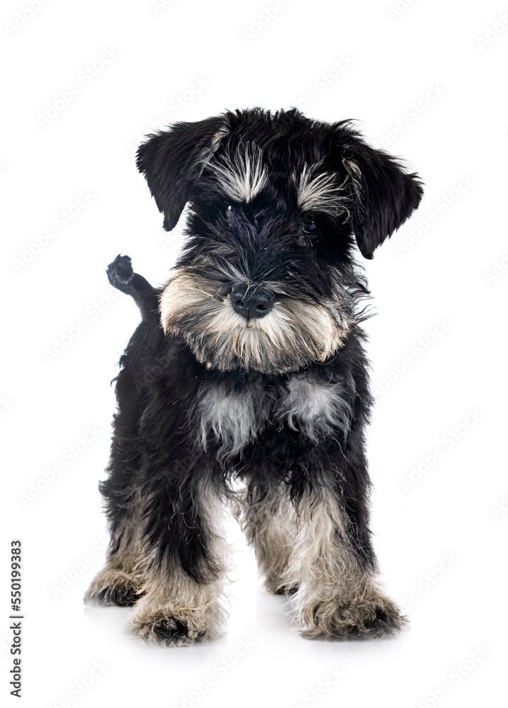 miniature schnauzer in studio