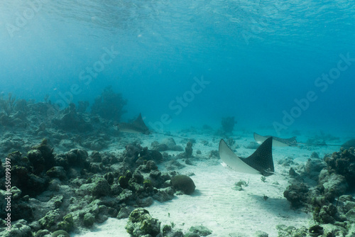 Underwater shot of two eagle rays swimming in shallow waters with sandy coral reef bottom. Sun rays are shining through surface of blue water with great visibility Nassau Bahamas © Sara