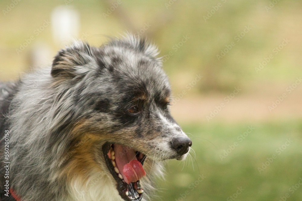 Fototapeta premium australian shepherd dog