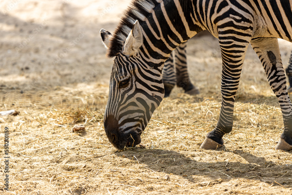 Fototapeta premium zebra in the zoo