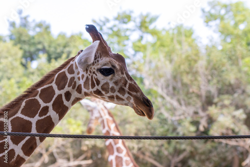Canvas Print portrait of a giraffe