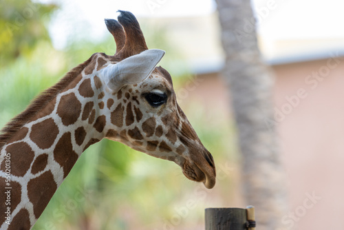 Photography portrait of a giraffe