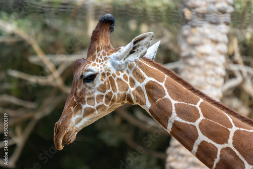 Photography portrait of a giraffe