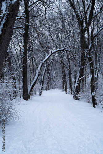 winter in the forest