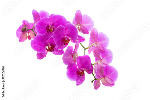 Pink orchid flowers isolated on white background.