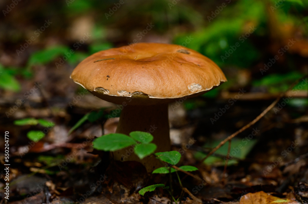 Edible mushrooms, boletus as the king of mushrooms, diet and vegetarian food. Edible mushrooms, boletus as the king of mushrooms, diet and vegetarian food.