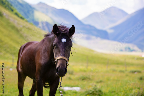 Horse on the background of the mountains.