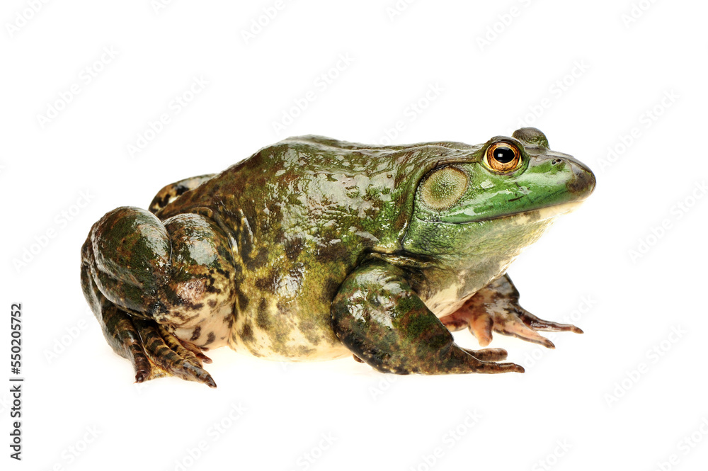 Bullfrog, Rana catesbeiana, against white background, studio shot Bullfrog, Rana catesbeiana, against white background, studio shot