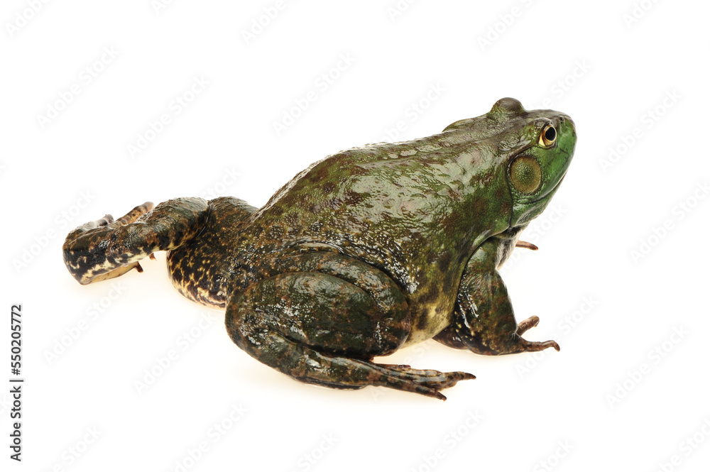 Bullfrog, Rana catesbeiana, against white background, studio shot Bullfrog, Rana catesbeiana, against white background, studio shot