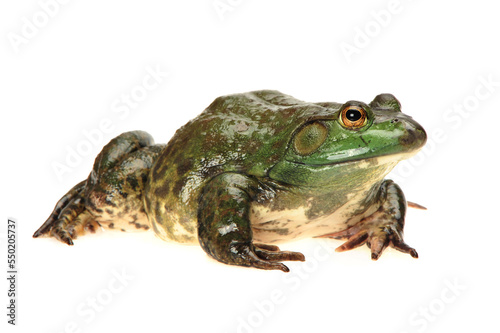 Bullfrog, Rana catesbeiana, against white background, studio shot