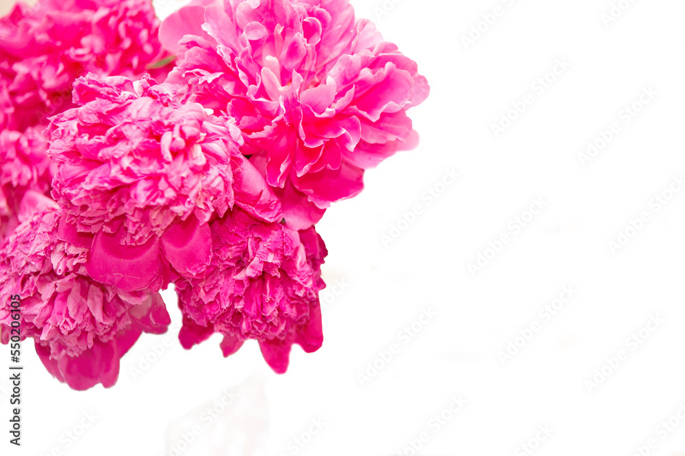 Pink large peonies on a white background.