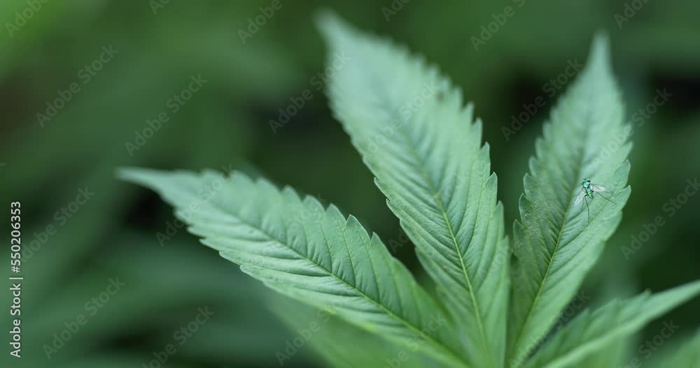 Close up view on a leave of cannabis or Marijuana moving with the wind. Ant and insect on the leaves, Shallow depth of field and blurred background.