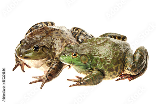Bullfrog, Rana catesbeiana, against white background, studio shot © zcy