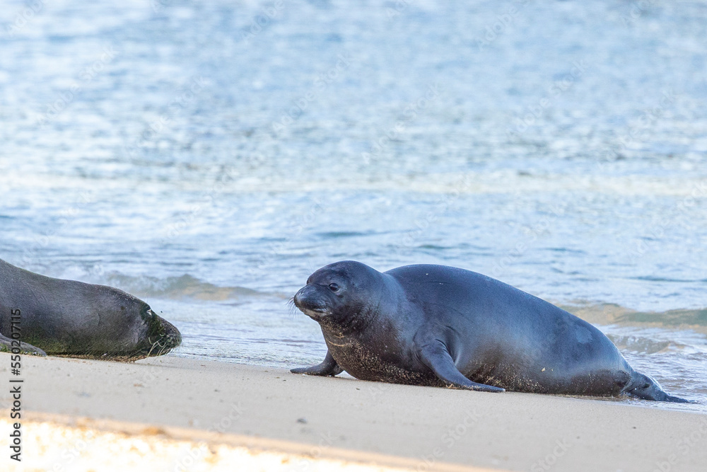Fototapeta premium Hawaiian Monk Seal Pup and Mother Laying on Kaimana Beach in Waikiki